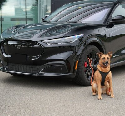 Wie ist die rechtliche Lage zum Thema Hund im Auto? STREETLIFE hat nachgefragt. Bild: Claudia Brüngger