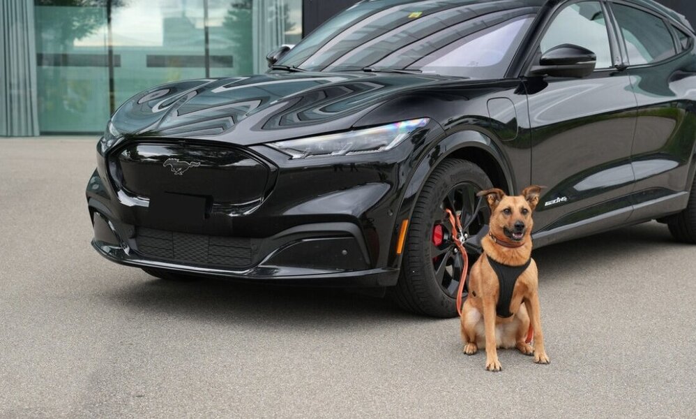 Wie ist die rechtliche Lage zum Thema Hund im Auto? STREETLIFE hat nachgefragt. Bild: Claudia Brüngger