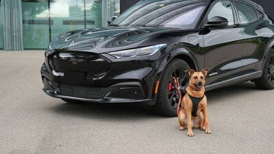 Wie ist die rechtliche Lage zum Thema Hund im Auto? STREETLIFE hat nachgefragt. Bild: Claudia Brüngger