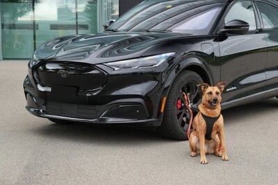 Wie ist die rechtliche Lage zum Thema Hund im Auto? STREETLIFE hat nachgefragt. Bild: Claudia Brüngger