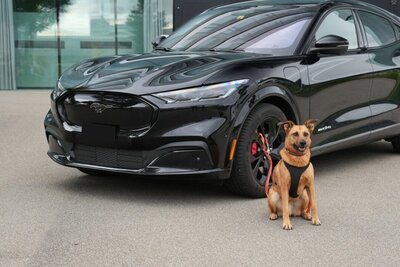 Wie ist die rechtliche Lage zum Thema Hund im Auto? STREETLIFE hat nachgefragt. Bild: Claudia Brüngger