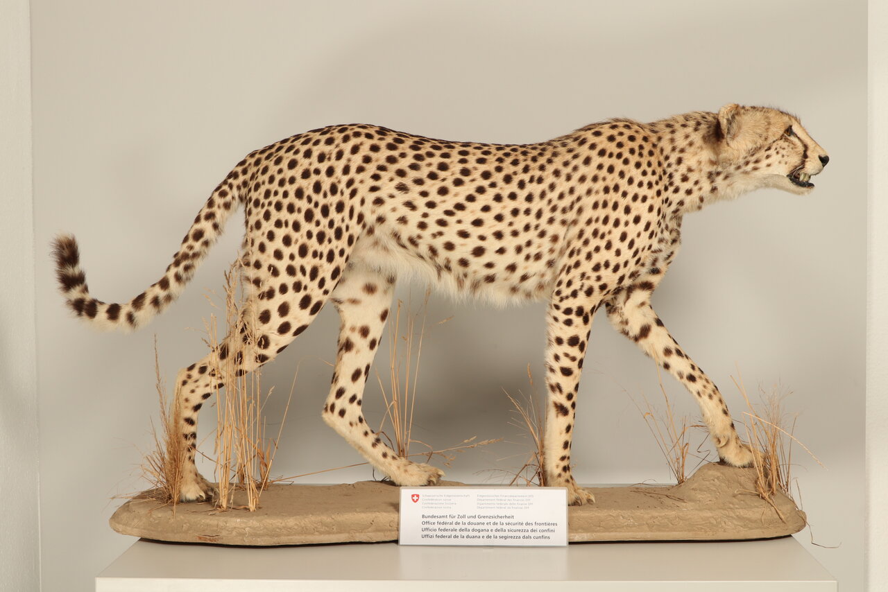 Der Gepard befand sich im Kofferraum des Wagens. Bild: BAZG