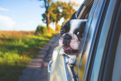 Hund schaut aus Autofenster