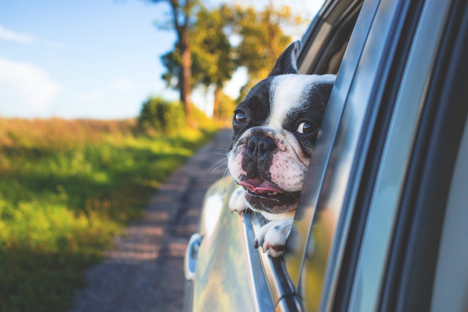 Hund schaut aus Autofenster