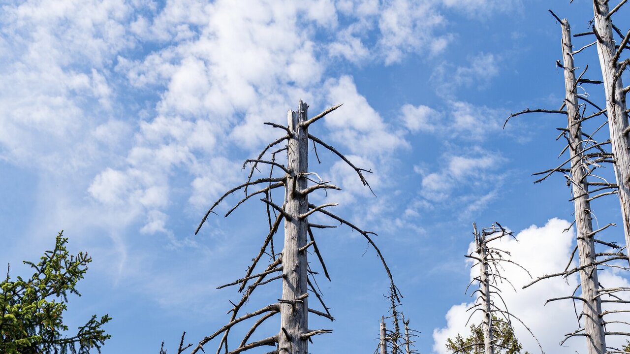 Zwischen 1984 und 1986 war das Waldsterben in der Schweiz ein dominierendes Thema. Bild: Freepik