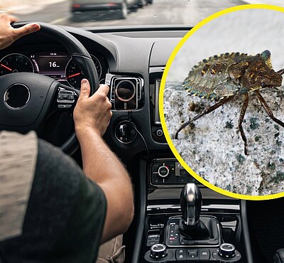 Insekten im Auto