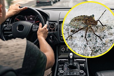 Insekten im Auto