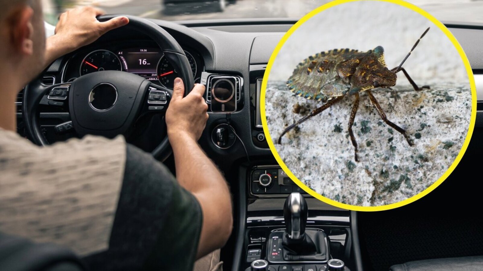 Insekten im Auto