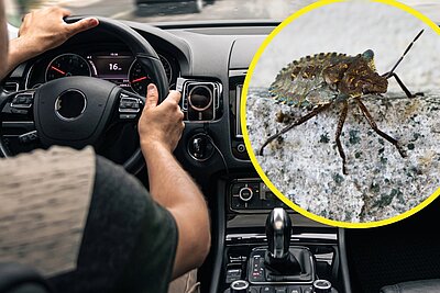 Insekten im Auto