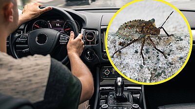 Insekten im Auto