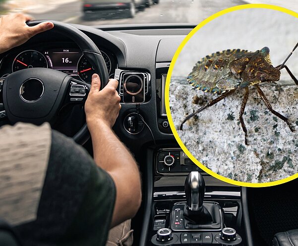 Insekten im Auto