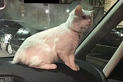 Ungesichert kann sich die Katze im Auto frei bewegen. Bild: Polizei Frankfurt / Twitter