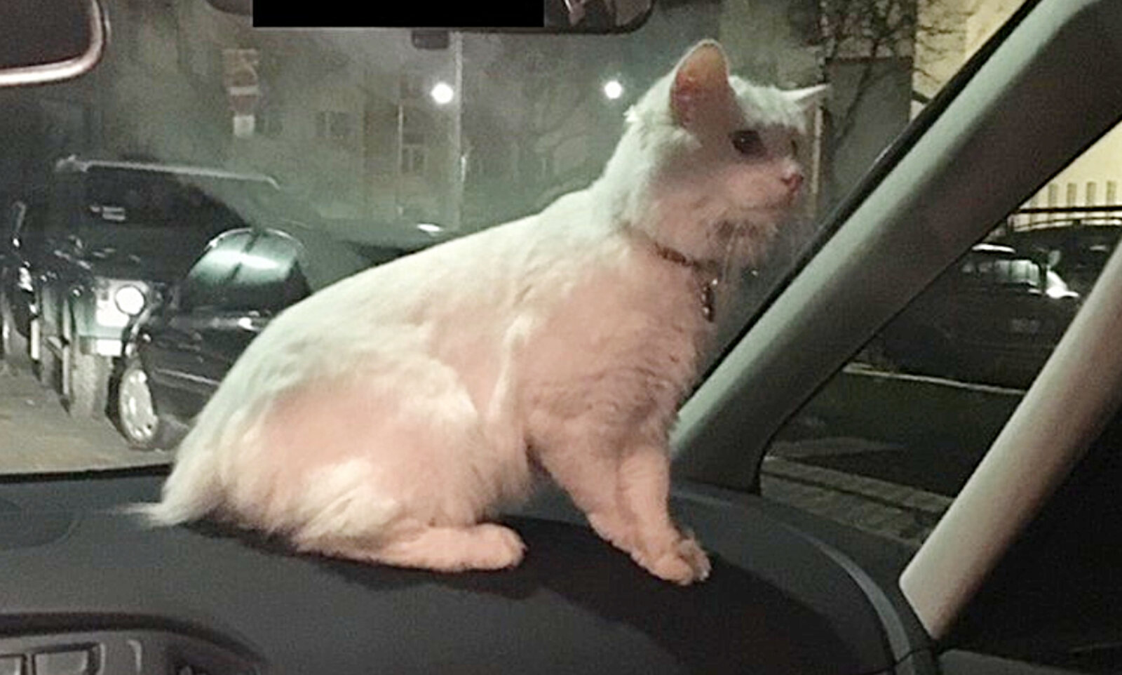 Ungesichert kann sich die Katze im Auto frei bewegen. Bild: Polizei Frankfurt / Twitter