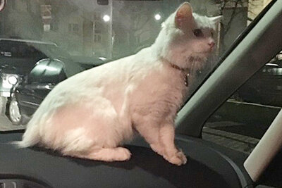 Ungesichert kann sich die Katze im Auto frei bewegen. Bild: Polizei Frankfurt / Twitter