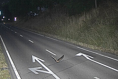 Blitzerfoto, Vogel, Lustig,