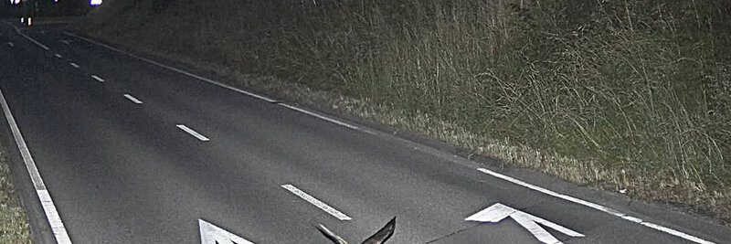 Blitzerfoto, Vogel, Lustig,