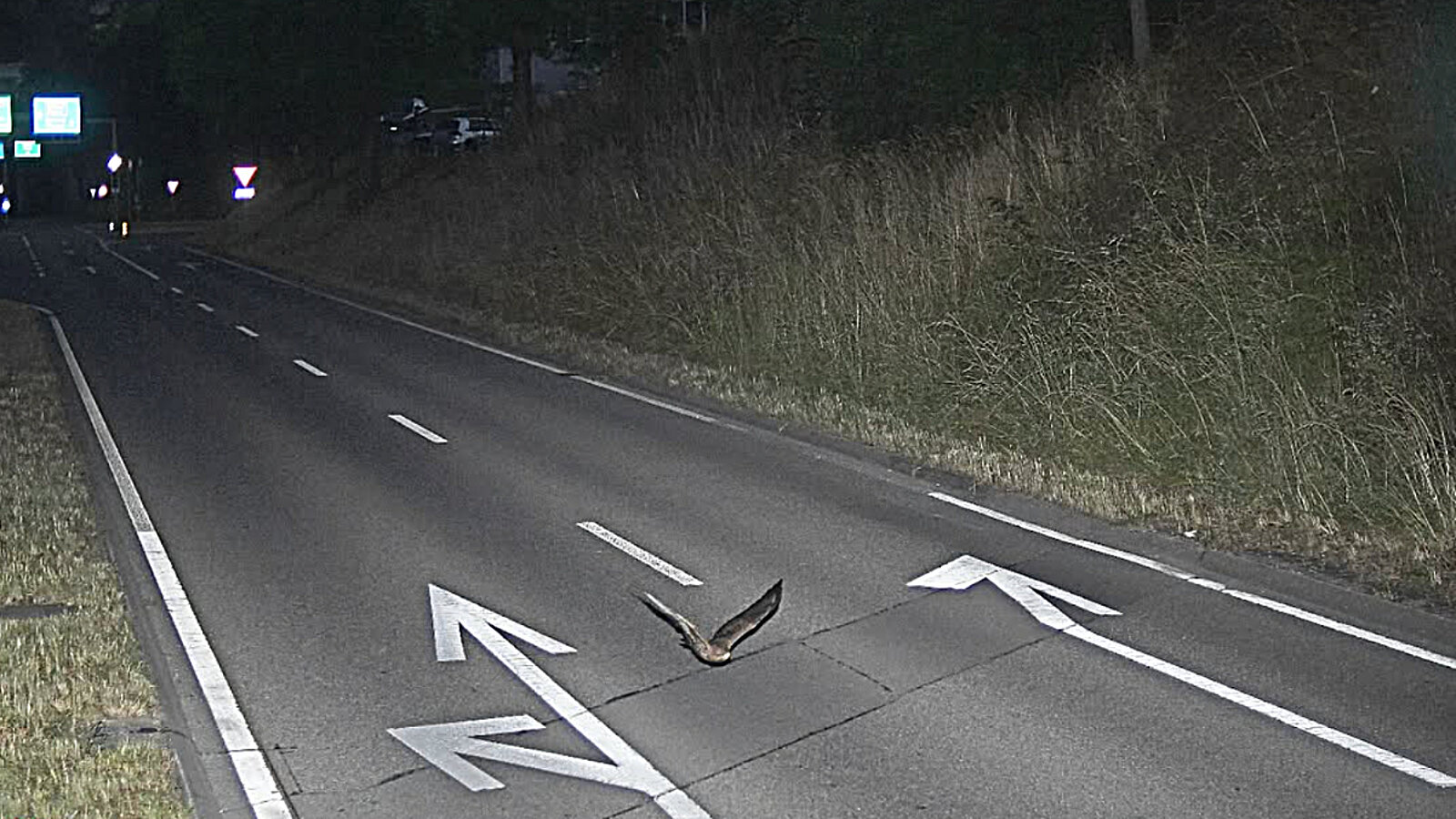 Blitzerfoto, Vogel, Lustig,
