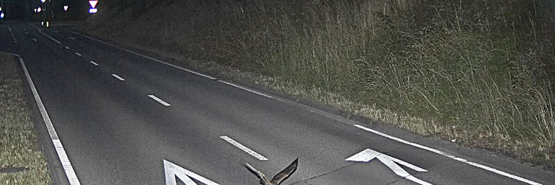 Blitzerfoto, Vogel, Lustig,