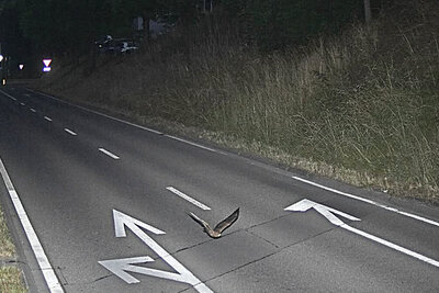 Blitzerfoto, Vogel, Lustig,