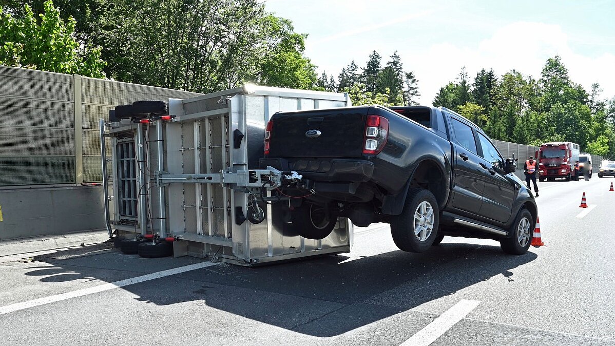 Ein Tier verletzte sich beim Unfall leicht. Der Lenker kam mit dem Schrecken davon. Bild: Luzerner Polizei