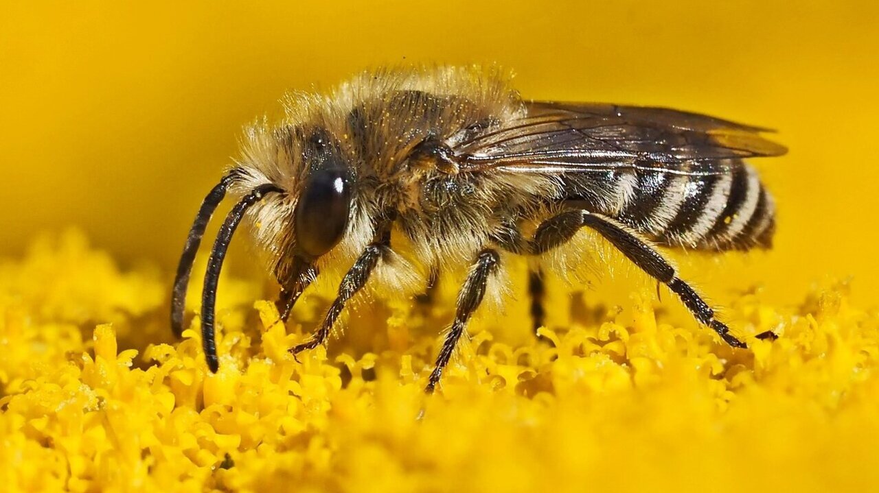 Oder die Tätigkeit als Wildbienen-Imkerin. Bild: freepik.