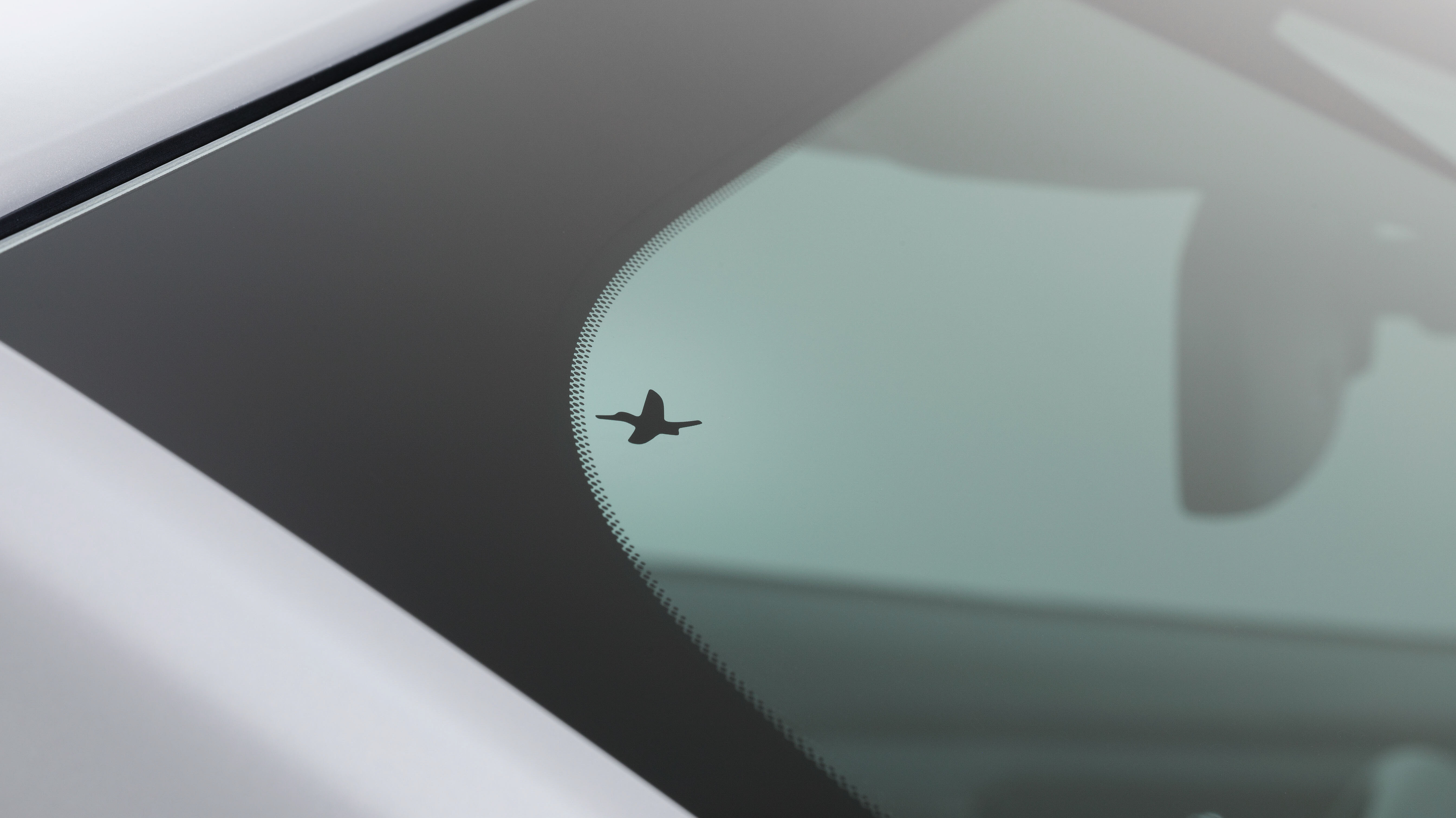 Kolibri in der Scheibe des Subaru Forester