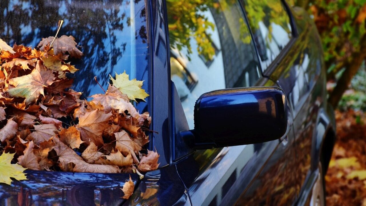 Laub verstopft gerne den Belüftungsschacht beim Auto. Das führt aber dazu, dass die Scheiben schneller beschlagen, was die Sicht behindert. Bild: Rita, Pixabay
