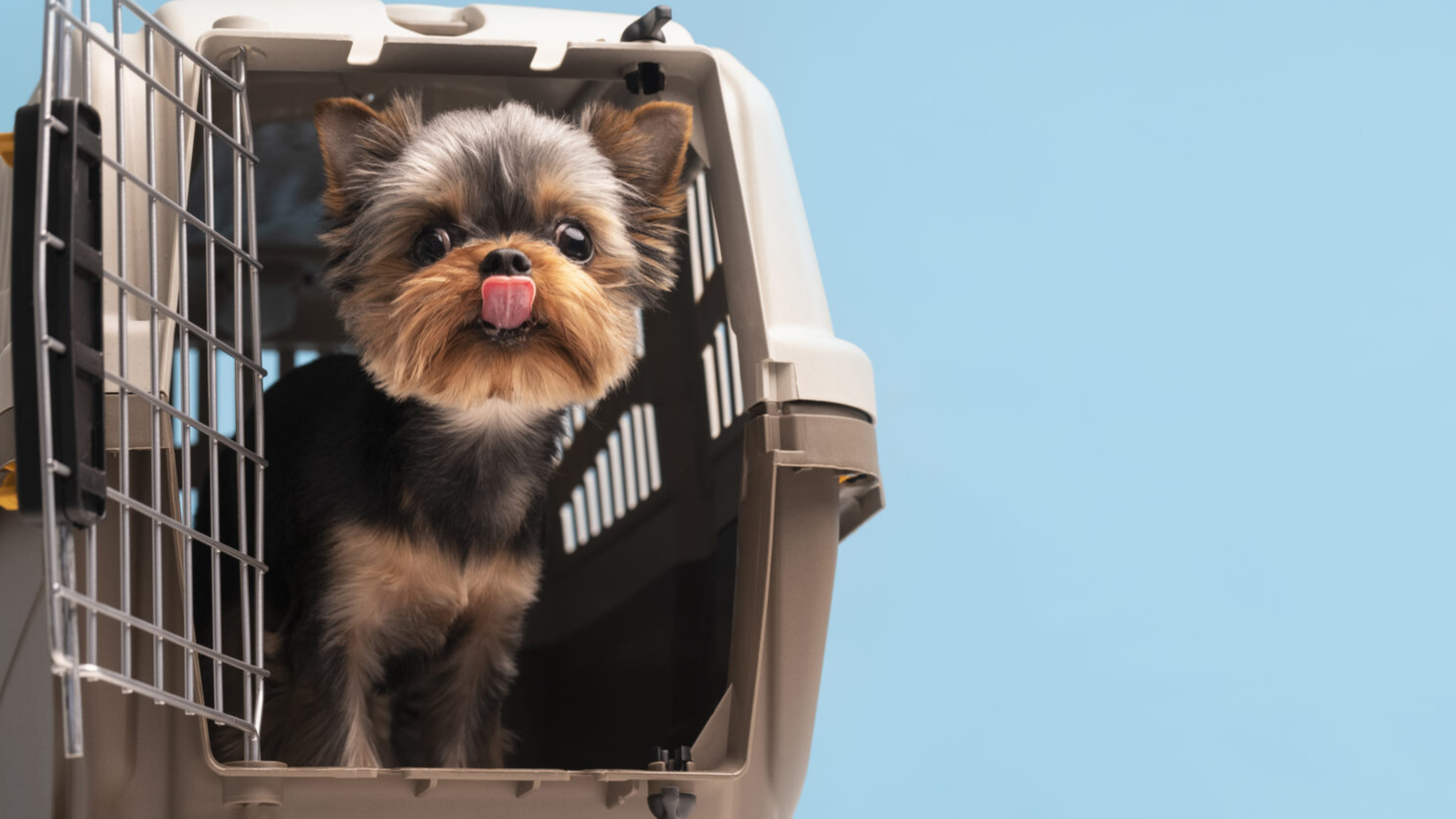 Unruhige Hunde sollten immer in einer Transportbox befördert werden. Bild: pixabay