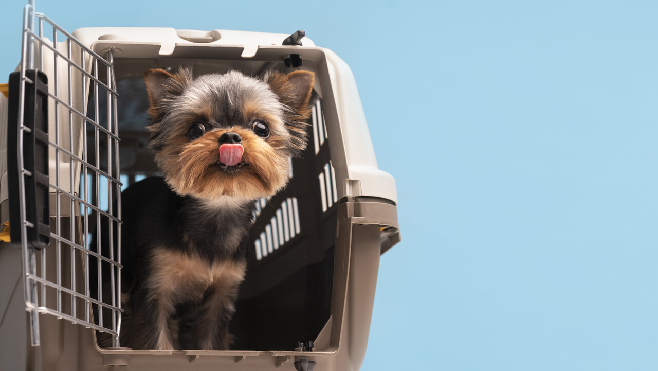 Unruhige Hunde sollten immer in einer Transportbox befördert werden. Bild: pixabay