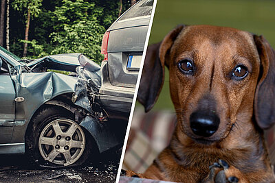 Unfall mit Hund