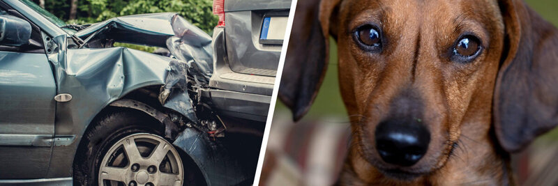 Unfall mit Hund