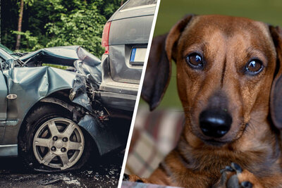 Unfall mit Hund