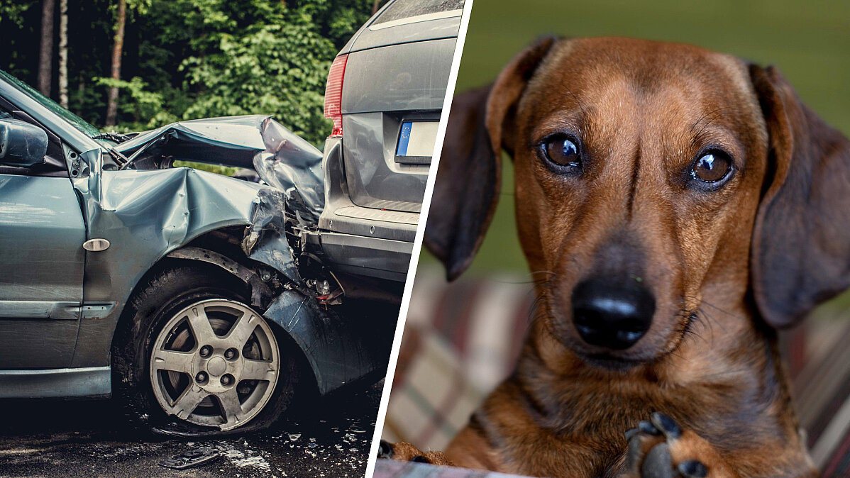 Unfall Mit Hund