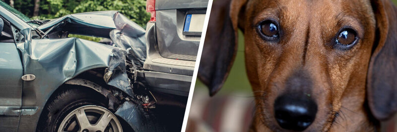 Unfall mit Hund
