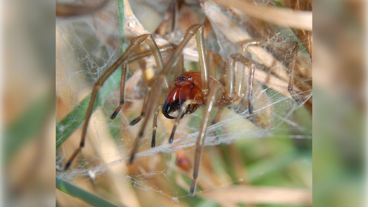 Dornfinger-Spinne