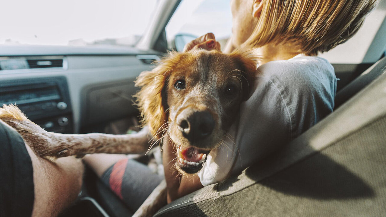 Lässt sich der Hund auf dem Schoss des Beifahrers gut kontrollieren, ist der Transport so möglich. Bild: freepik.