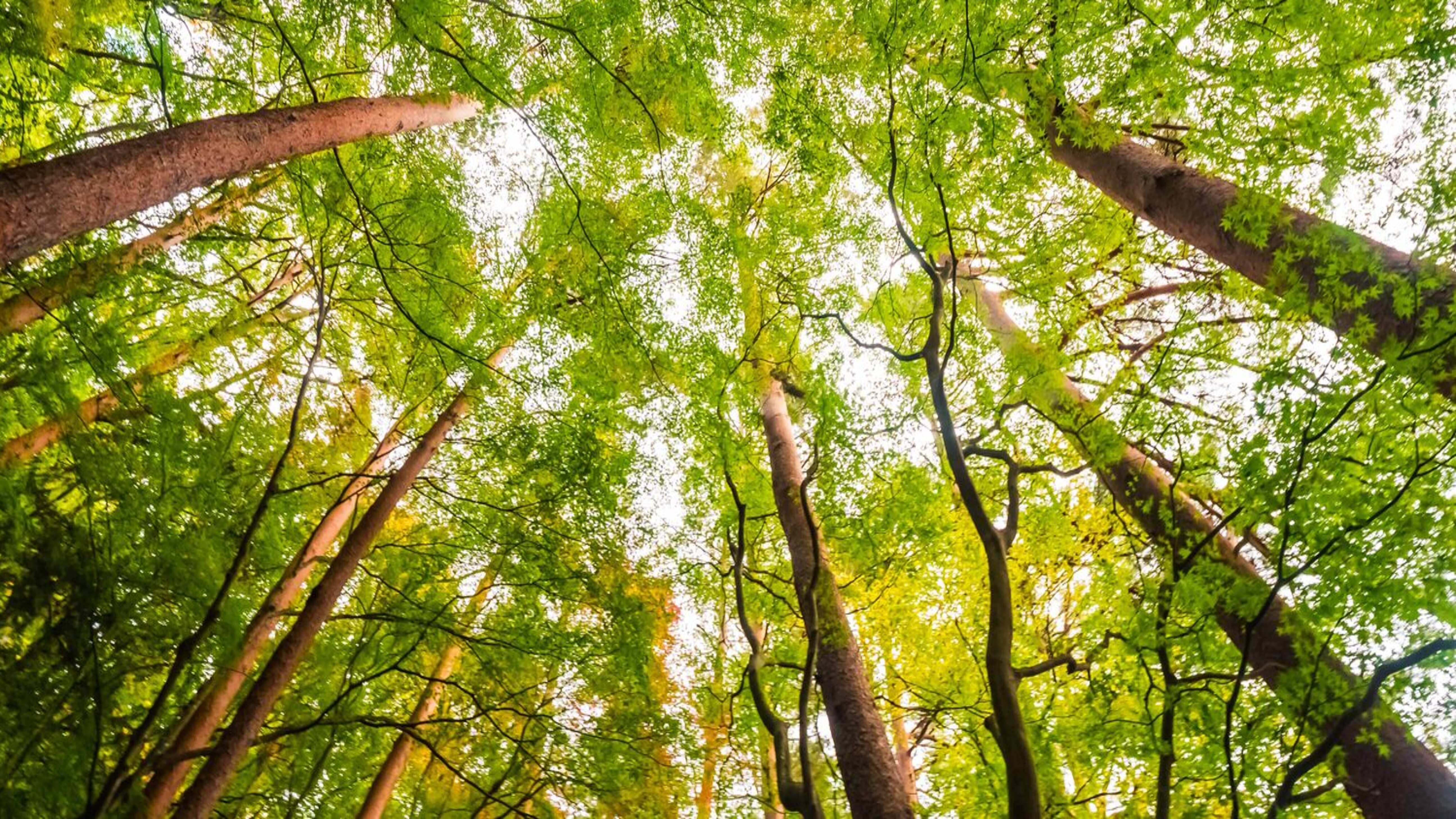 Ein Wald voller Bücher