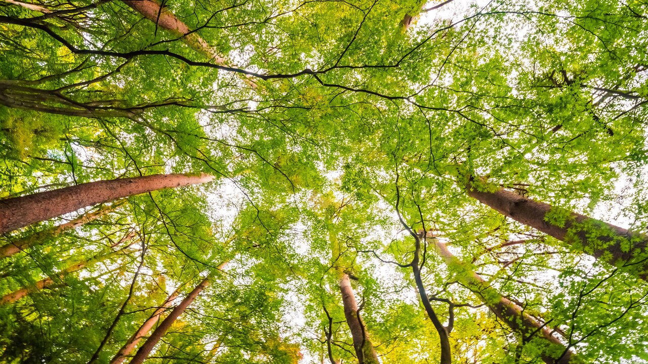 Ein Wald voller Bücher