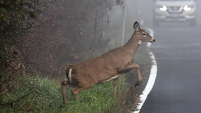 Auf Schweizer Strassen herrscht aktuell ein erhöhtes Risiko für Wildunfälle. Bild: Adobe Stocks