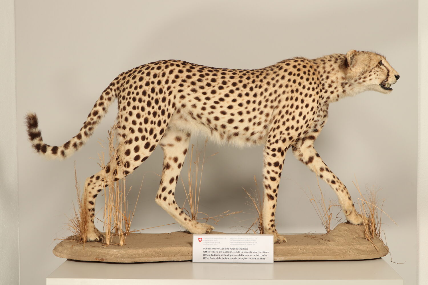 Der Gepard befand sich im Kofferraum des Wagens. Bild: BAZG